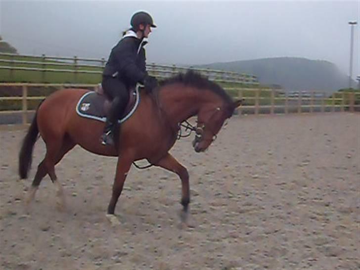 Hollandsk Varmblod Cindy (solgt) billede 12