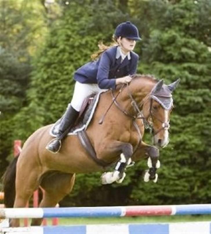 Hollandsk Varmblod Cindy (solgt) billede 13