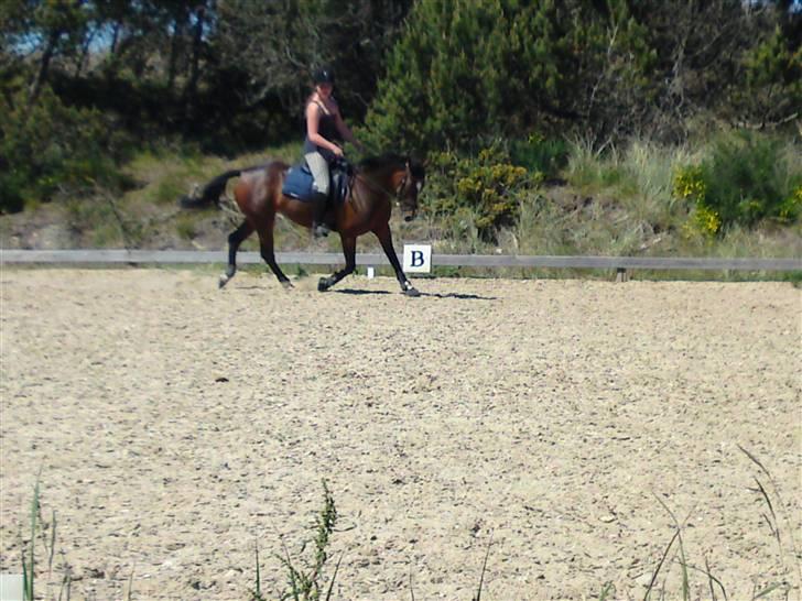 Hollandsk Sportspony Clio  billede 18