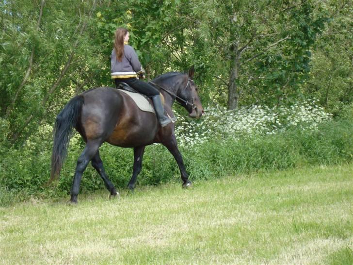 Oldenborg Sasha    R.I.P billede 17