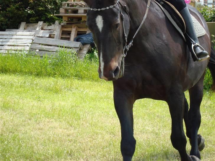 Oldenborg Sasha    R.I.P billede 19