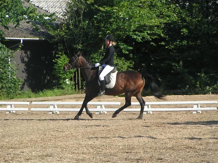 Anden særlig race Stella [elev pony] - Vores første LC2 stævne;D  Billede taget af Nana ;D billede 16