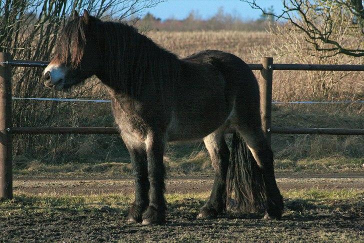 Nordsvensk Skovhest Ohm - Snart 3 år gammel - marts 2011 billede 8