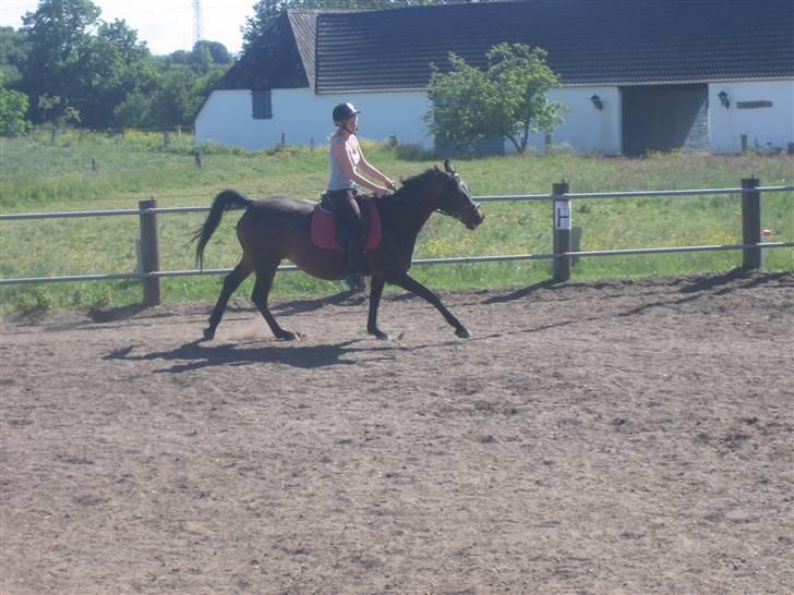 Anden særlig race Stella [elev pony] - Billede taget af Nana ;D billede 18