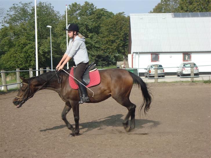 Anden særlig race Stella [elev pony] - Billede taget af Nana billede 19