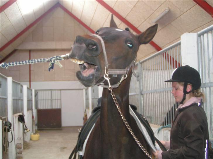 Anden særlig race Stella [elev pony] - Ser jeg bare lidt skæv ud?   Billede taget af Nana xD billede 20