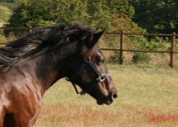 Nordsvensk Skovhest Tobak (RIP 15.juni 09) billede 11