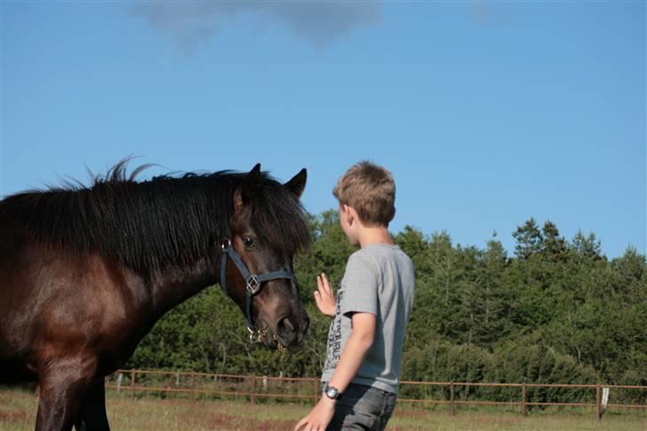 Nordsvensk Skovhest Tobak (RIP 15.juni 09) billede 12
