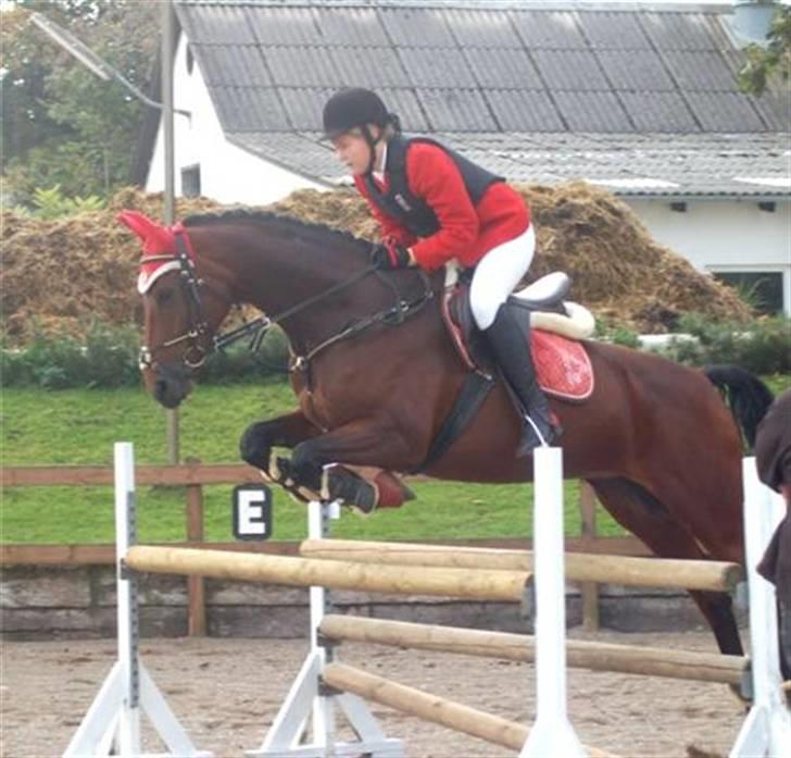 Hannoveraner santana - santana og Henriette (Stauslykke) efterår 09:) billede 11