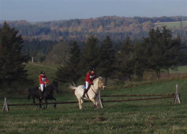 Fjordhest Duks tidselbjerg  - nina og duks til jagt i gjern (: efteråret 2008. billede 12