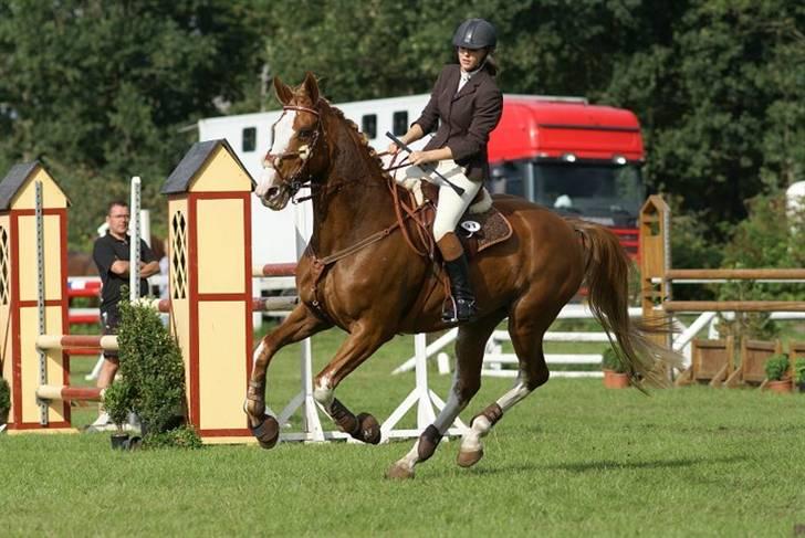 Hollandsk Varmblod Tamara billede 3