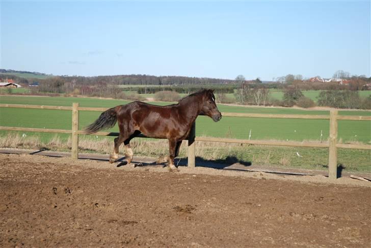 Welsh Cob (sec D) Dreamlover billede 15