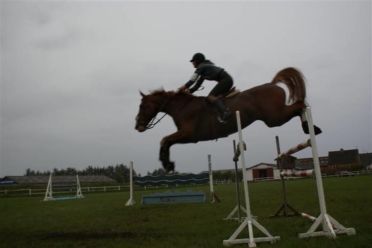 Hollandsk Varmblod Tamara billede 6