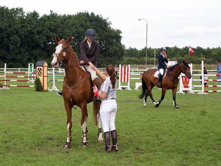 Hollandsk Varmblod Tamara billede 7