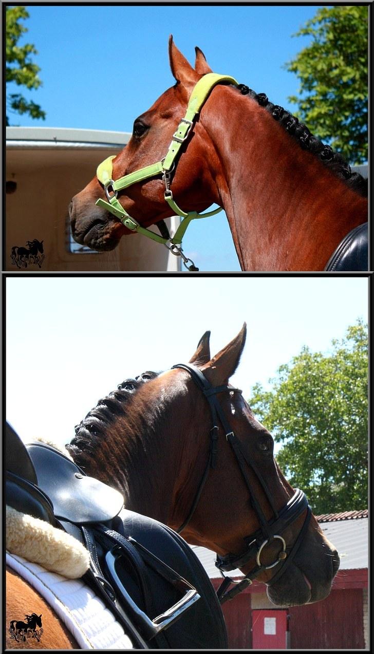 Dansk Varmblod | Poppelgårdens Leuth of Atlantic - NFRK Stævne. Foto: Julie Willems, 27. juni 2010.   billede 6