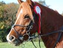 New Forest Baldur