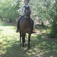 Welsh Cob (sec D) Felix