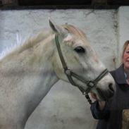 Anden særlig race Silas ( rider på den).