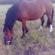 Anden særlig race Santos *Solgt*