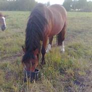 Anden særlig race Santos *Solgt*