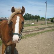 DSP Tranholms Chilano (Solgt)