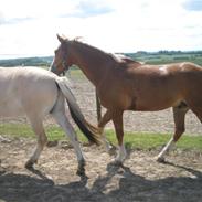 DSP Tranholms Chilano (Solgt)