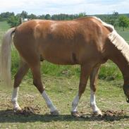 DSP Tranholms Chilano (Solgt)