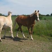 DSP Tranholms Chilano (Solgt)