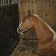 DSP Tranholms Chilano (Solgt)