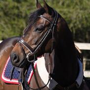 Fuldblod (XX) Green Keeper