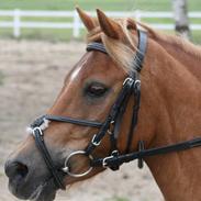 Anden særlig race otto