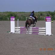 Anden særlig race Dalagårdens I-Do - solgt