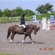 Anden særlig race Dalagårdens I-Do - solgt