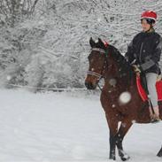 Anden særlig race Tøsen-Aflivet:(<3