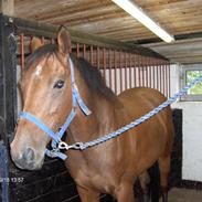 Fuldblod (XX) Arajambo xx (GB)