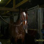 Dansk Varmblod Møgelmosegårds Le Man