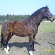 Dansk Varmblod Møgelmosegårds Le Man