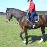 Dansk Varmblod Møgelmosegårds Le Man