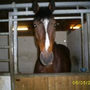 Dansk Varmblod Møgelmosegårds Le Man