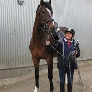 Dansk Varmblod Møgelmosegårds Le Man