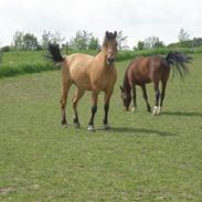 Anden særlig race Plys