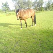 Welsh Cob (sec D) Felix