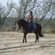 Welsh Cob (sec D) Felix