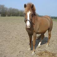 Anden særlig race Casjo