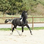 Barockpinto Annabell "Abel"