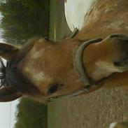 Anden særlig race Yellow Sun