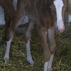 Dansk Varmblod Double-o Seven.    solgt