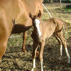 Dansk Varmblod Double-o Seven.    solgt