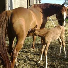 Dansk Varmblod Double-o Seven.    solgt