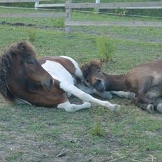 Islænder Mosedalens Kríla